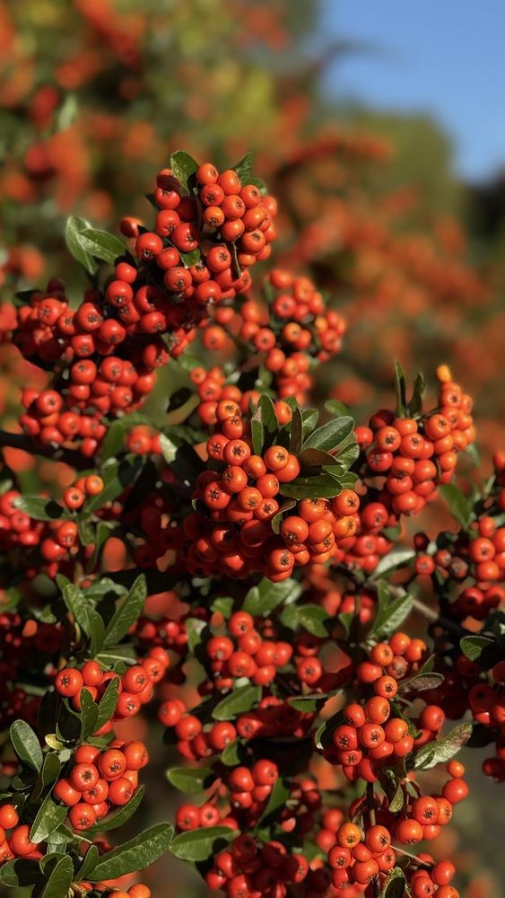 Фотография автора Ираида Гайфуллина