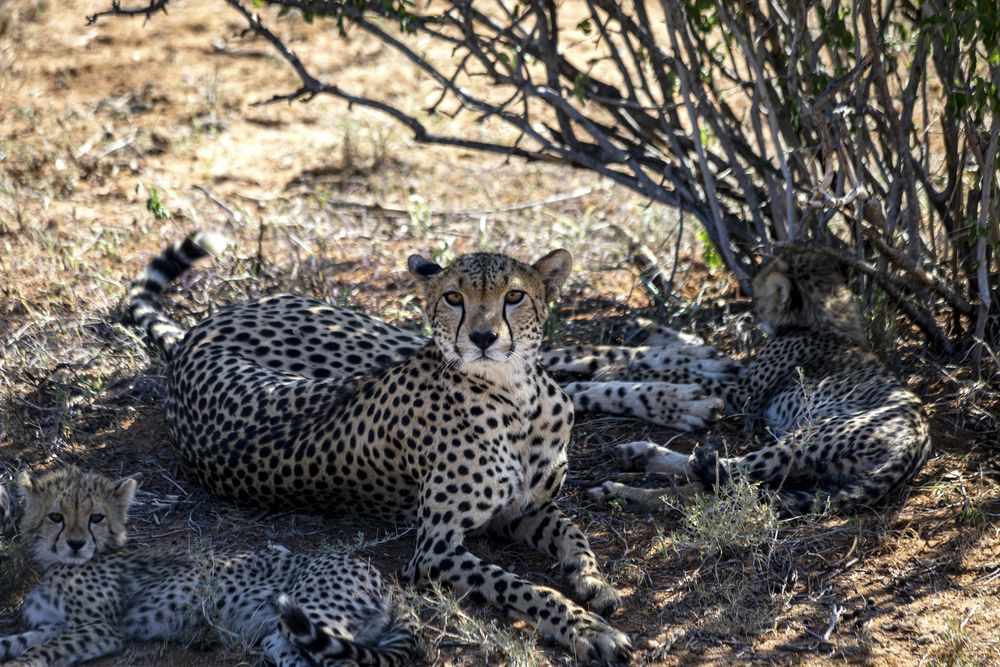Фотография автора Karim Shokair