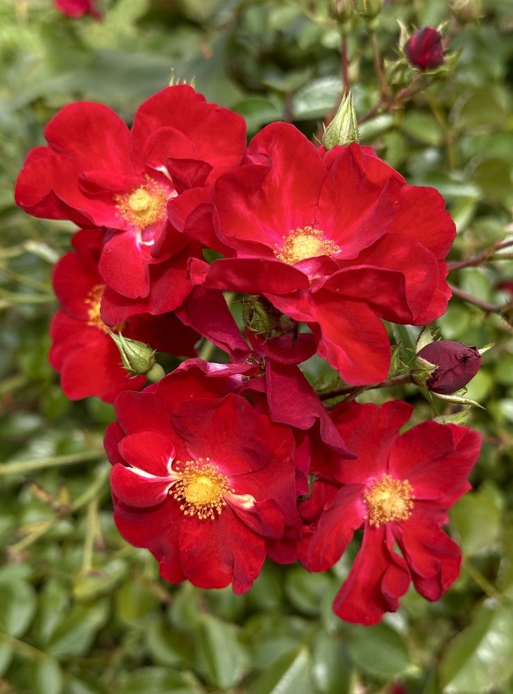 Фотография автора Ираида Гайфуллина