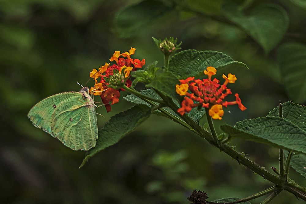 Photograph by Saumi Biswas