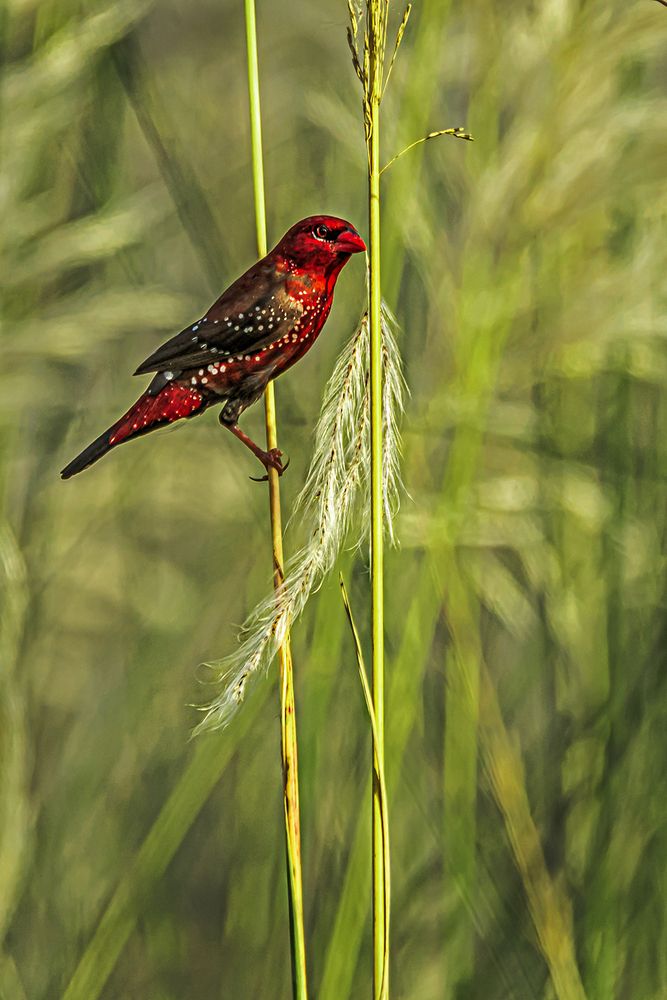 Photograph by Saumi Biswas