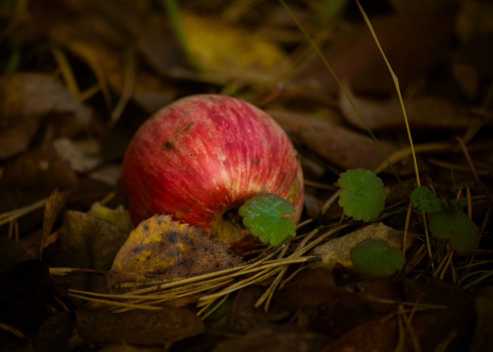 Photograph by Ольга Снаи