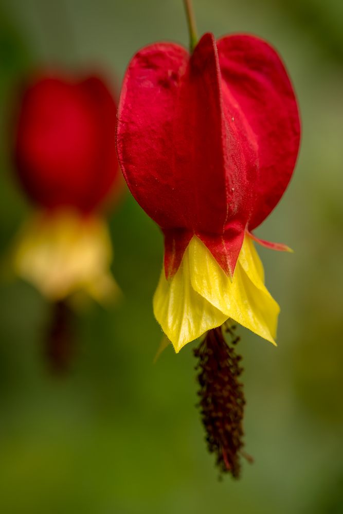 Photograph by Mohamad Al Dabbas