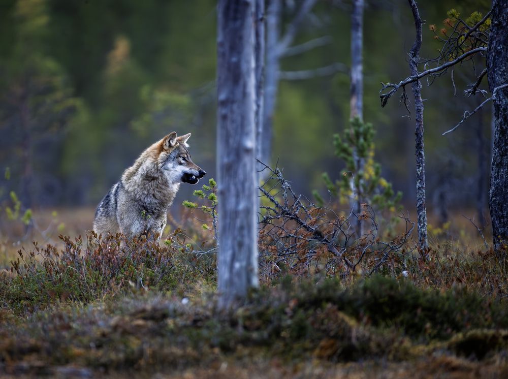 Photograph by Ruzdi Ekenheim