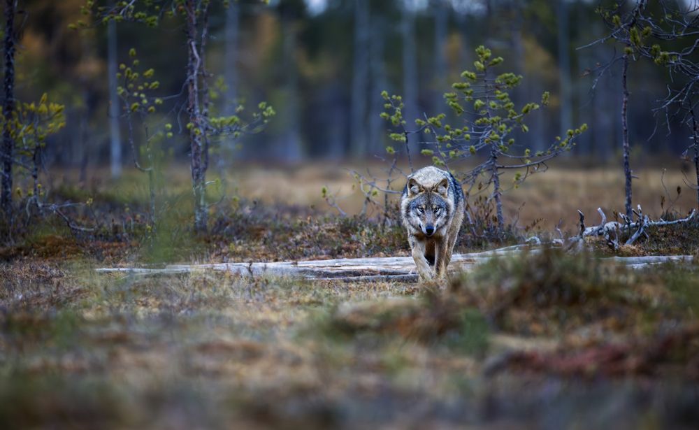 Photograph by Ruzdi Ekenheim