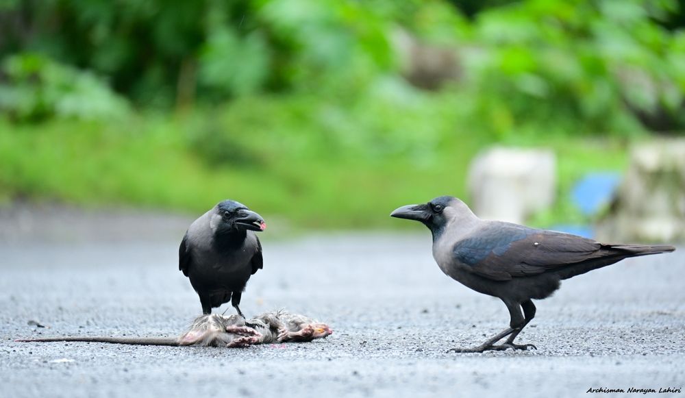 Photograph by Archisman Narayan Lahiri