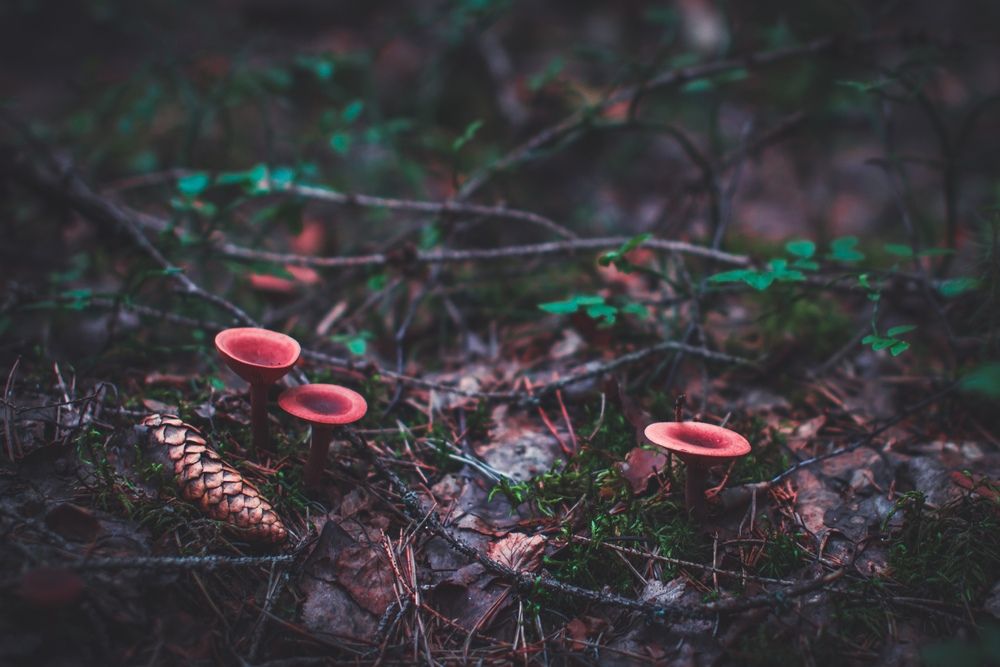 Photograph by Алина Стемковская