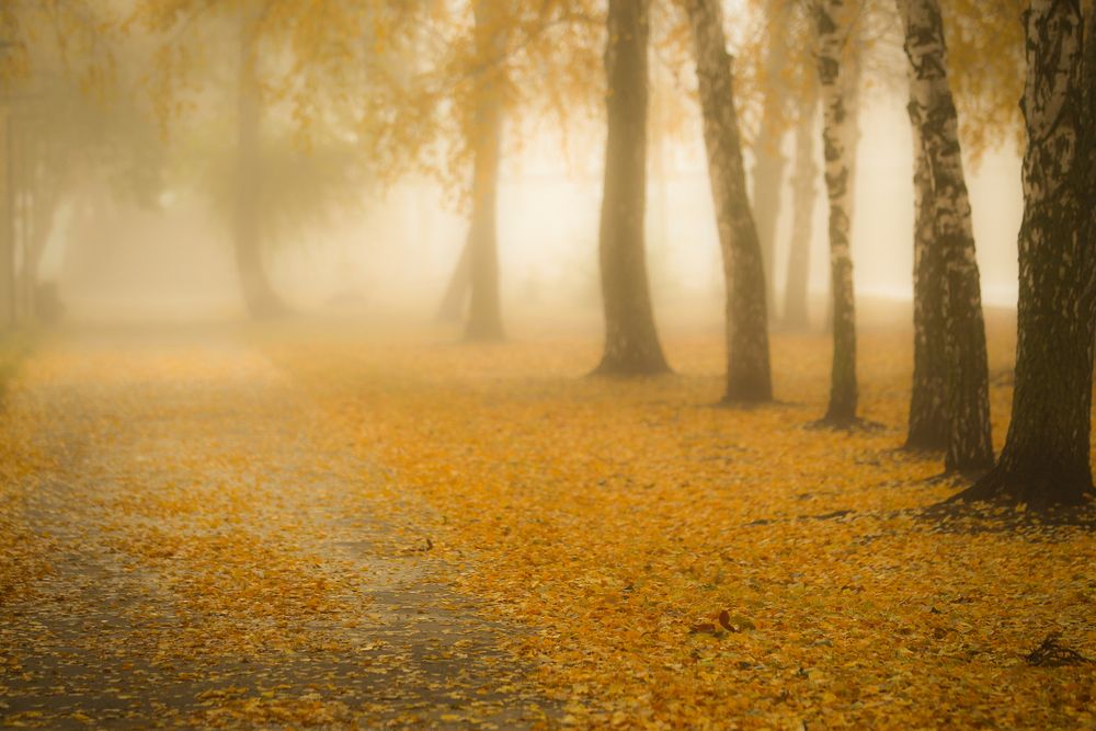 Фотография автора Юрий Кульмяков