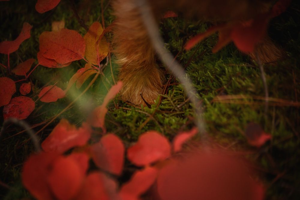 Photograph by Ирина Корх