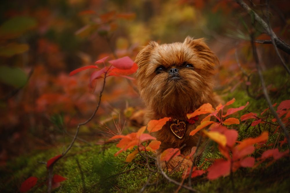 Photograph by Ирина Корх