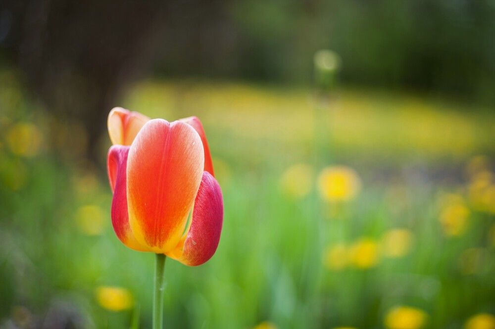 Фотография автора Юрий Кульмяков