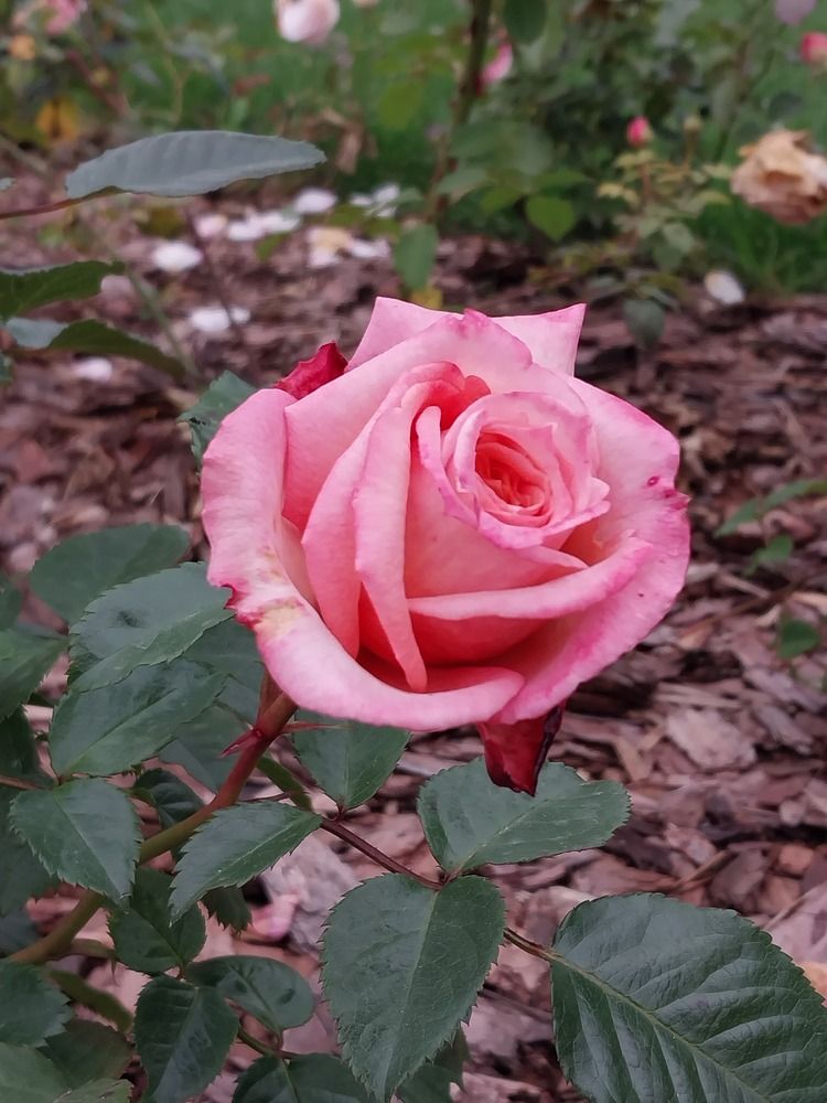 Photograph by Юлия Фирман