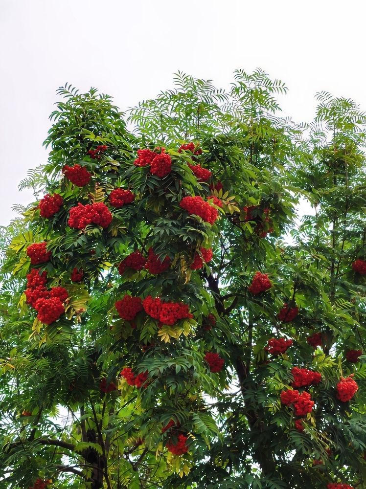 Photograph by Юлия Холомцева