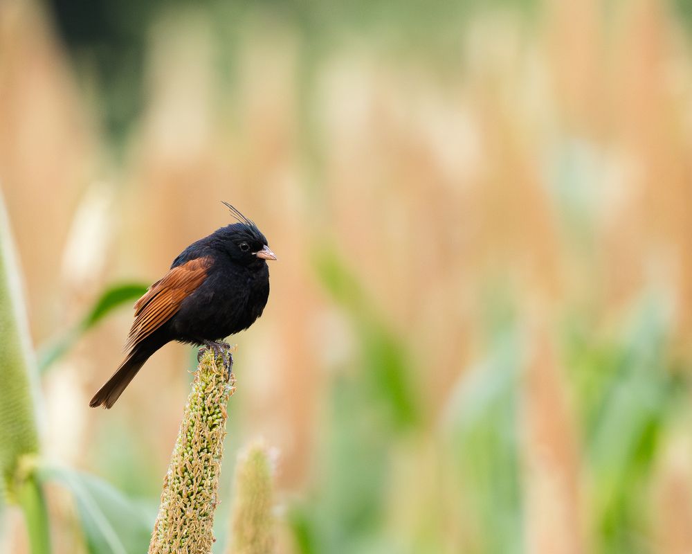 Photograph by Nikhil Parnandi