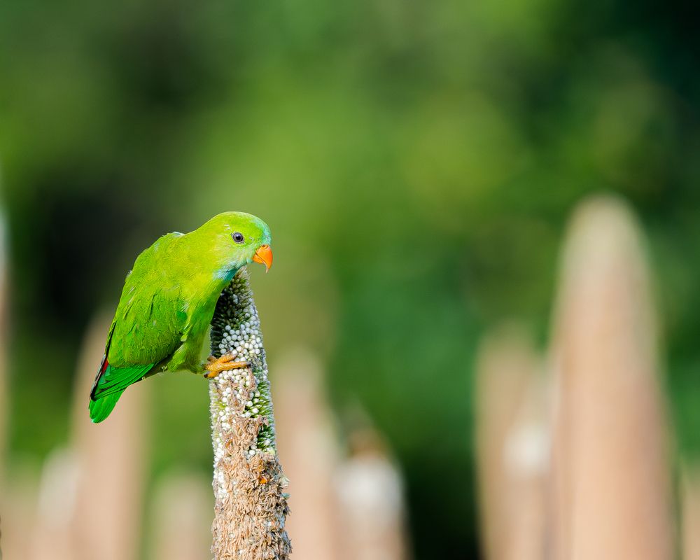 Photograph by Nikhil Parnandi