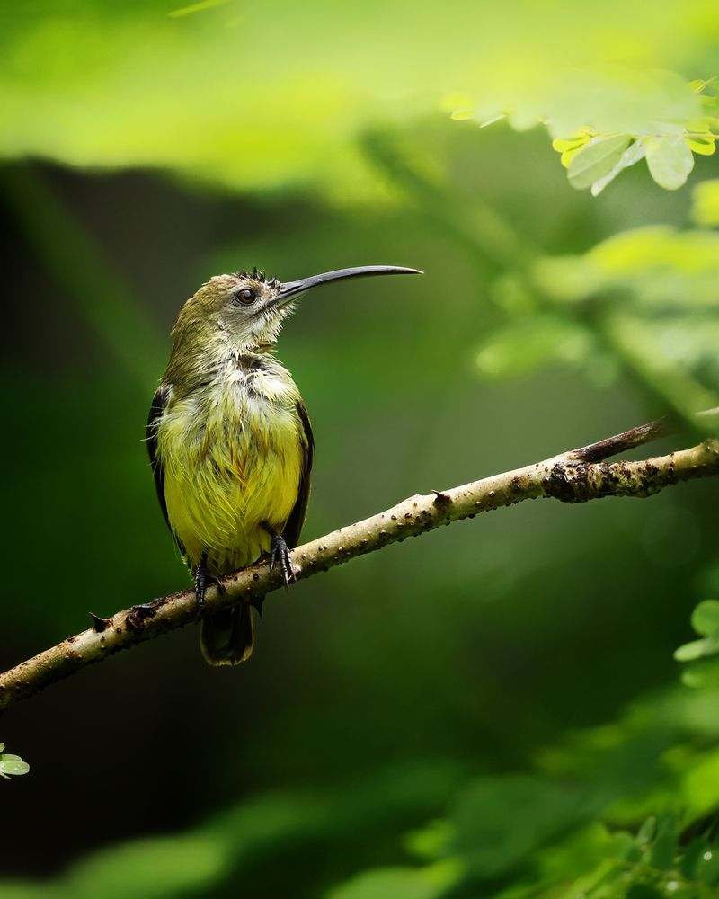 Photograph by Nikhil Parnandi