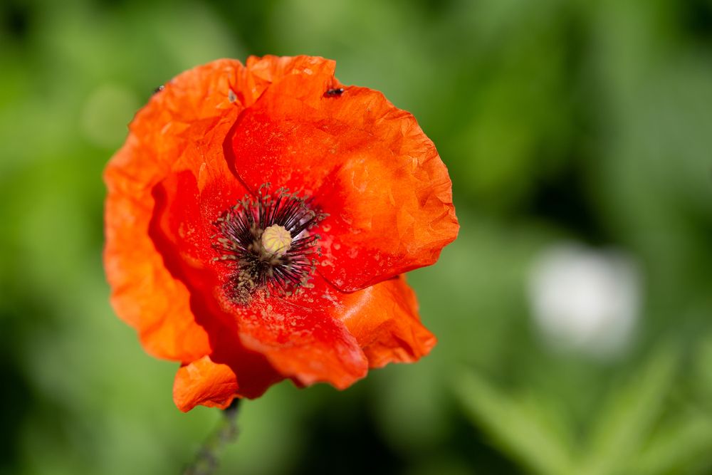 Photograph by Denis Phominov