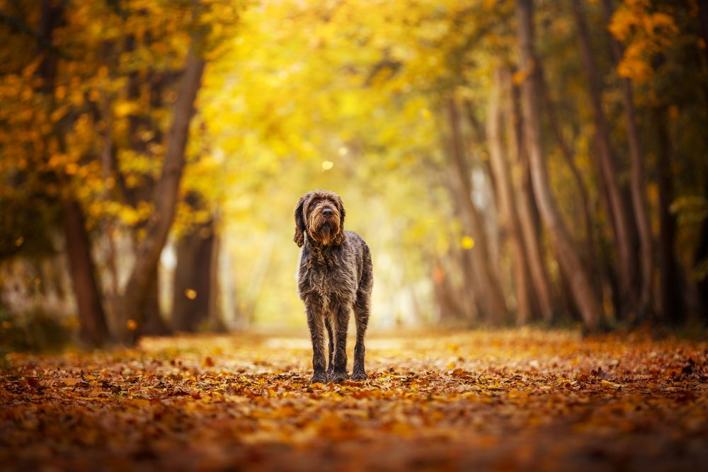 Portrait in Rust and Gold