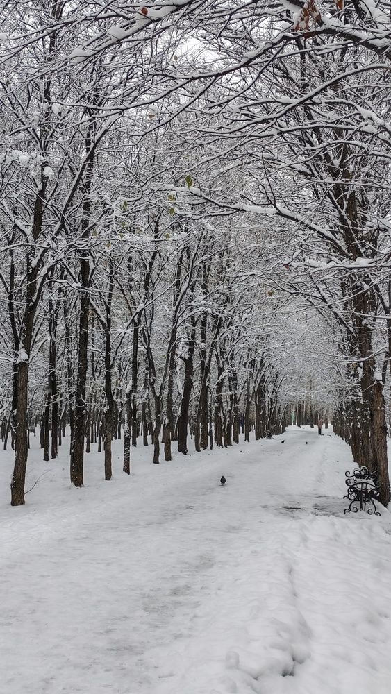 Фотография автора Наталья Шендяпина