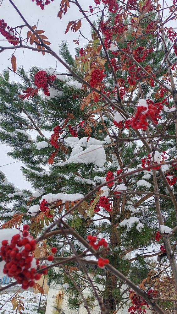 Фотография автора Наталья Шендяпина