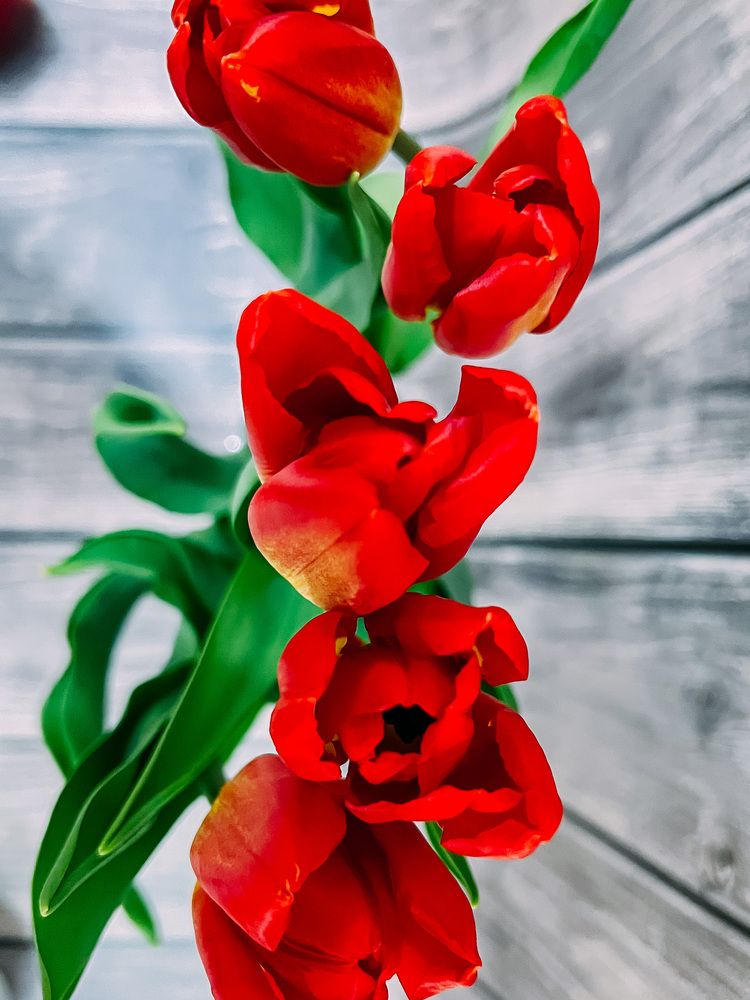 Photograph by Елена Сиушова