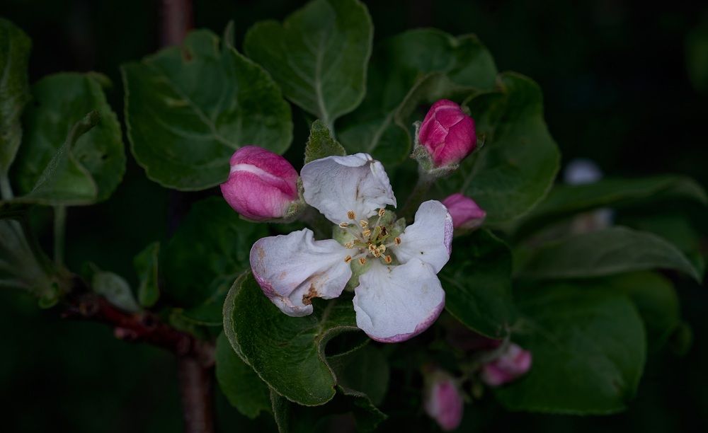 Photograph by Михаил Шевцов