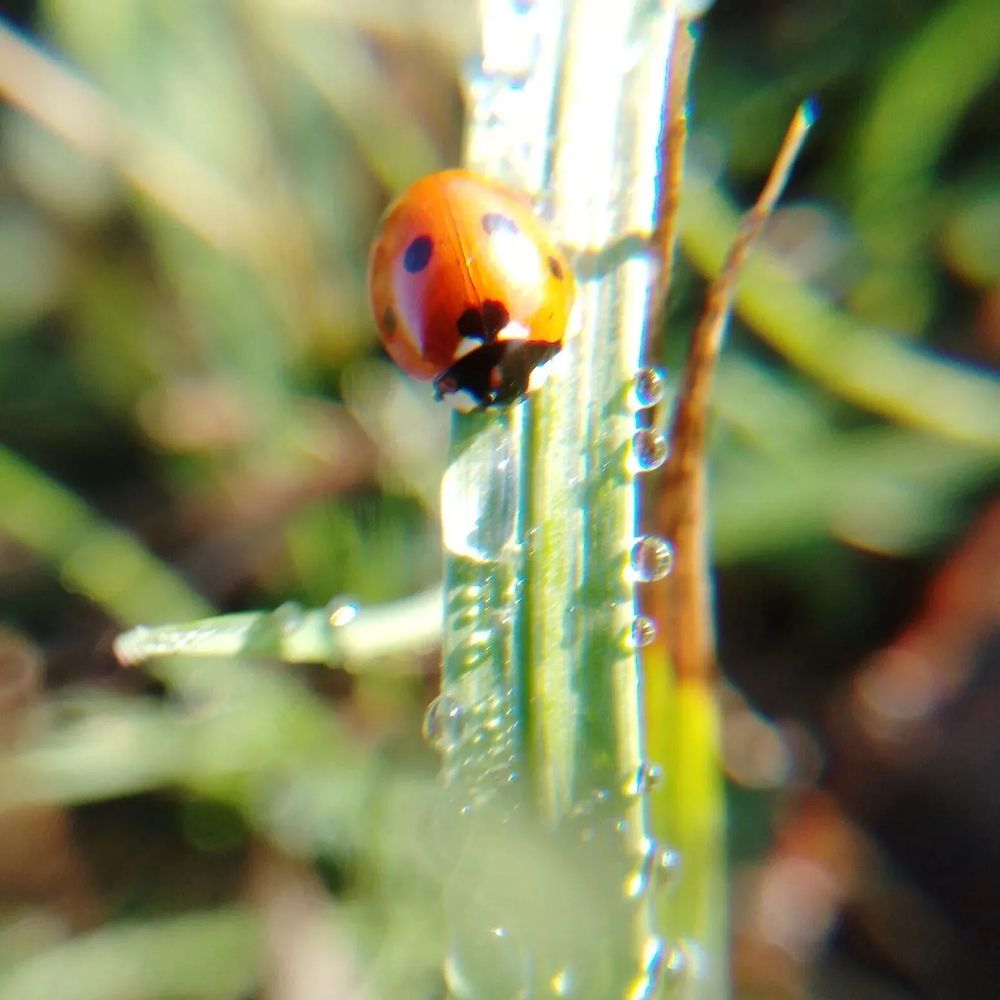 Божья коровка пьет росу.