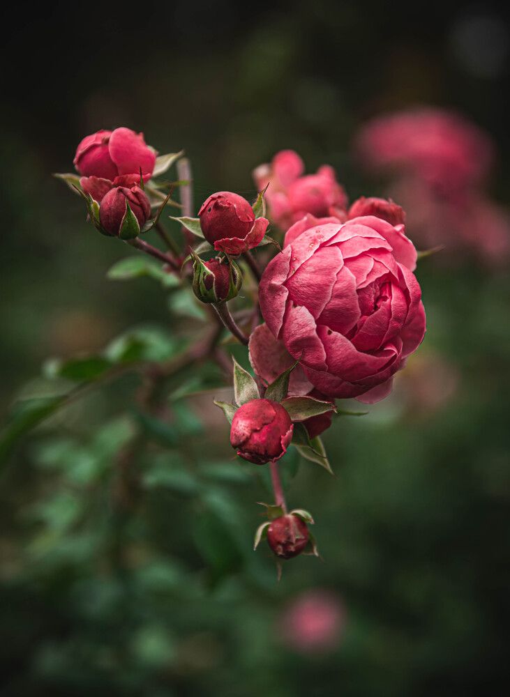 Photograph by Anton Balan