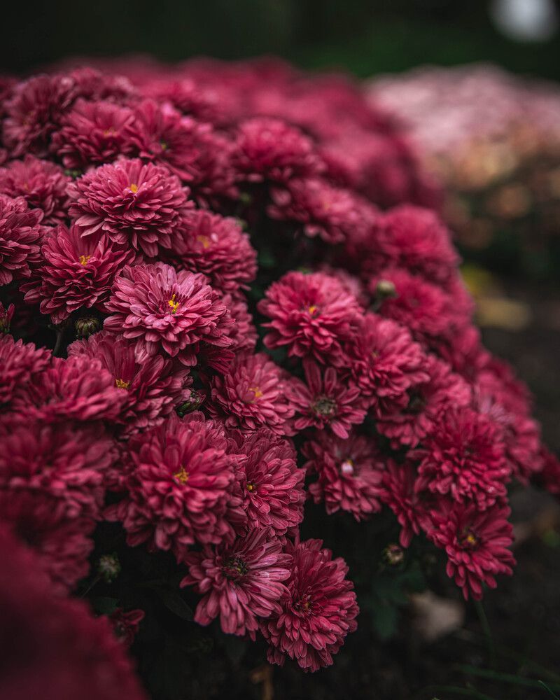 Photograph by Anton Balan
