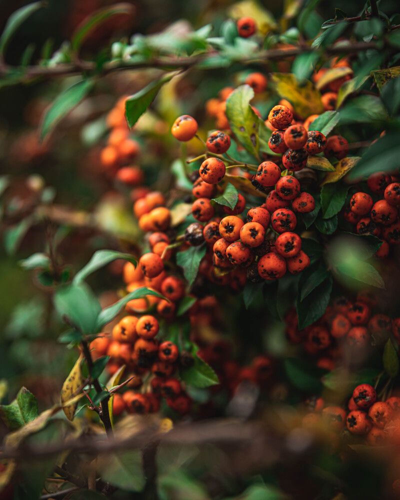 Photograph by Anton Balan