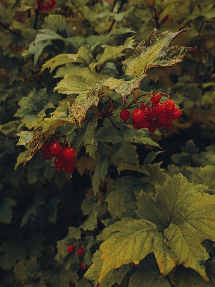 Photograph by Александра