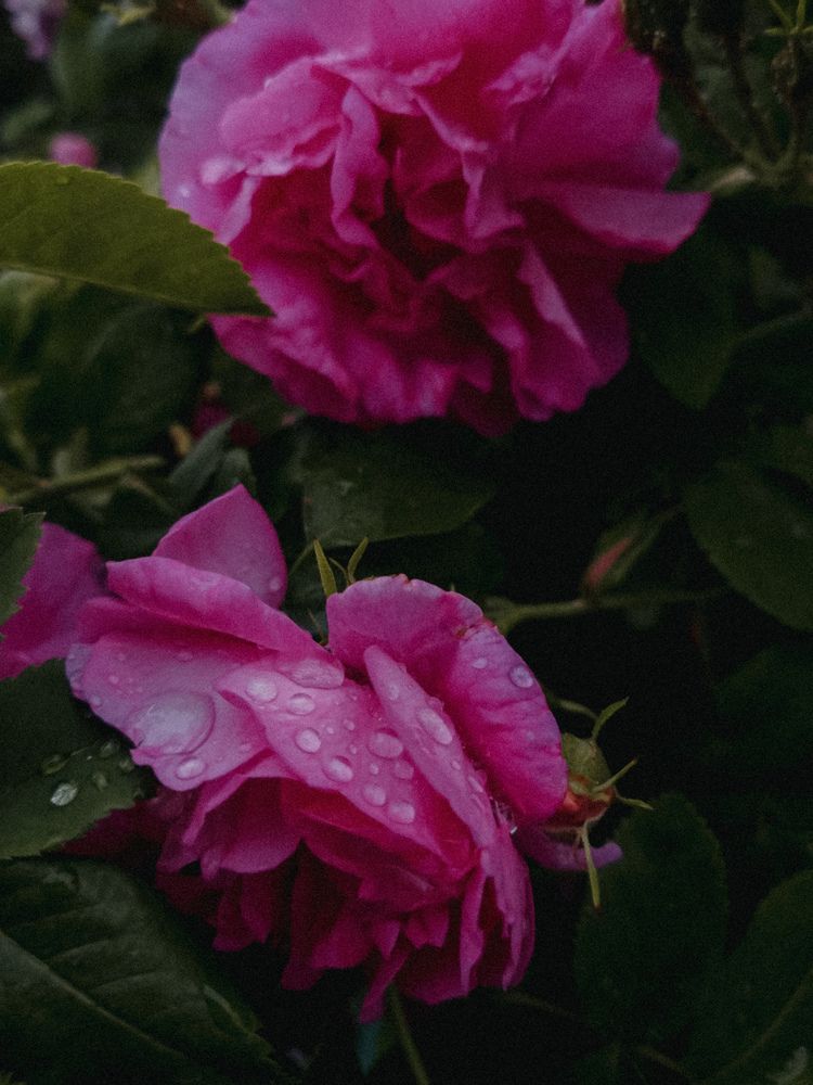 Photograph by Александра