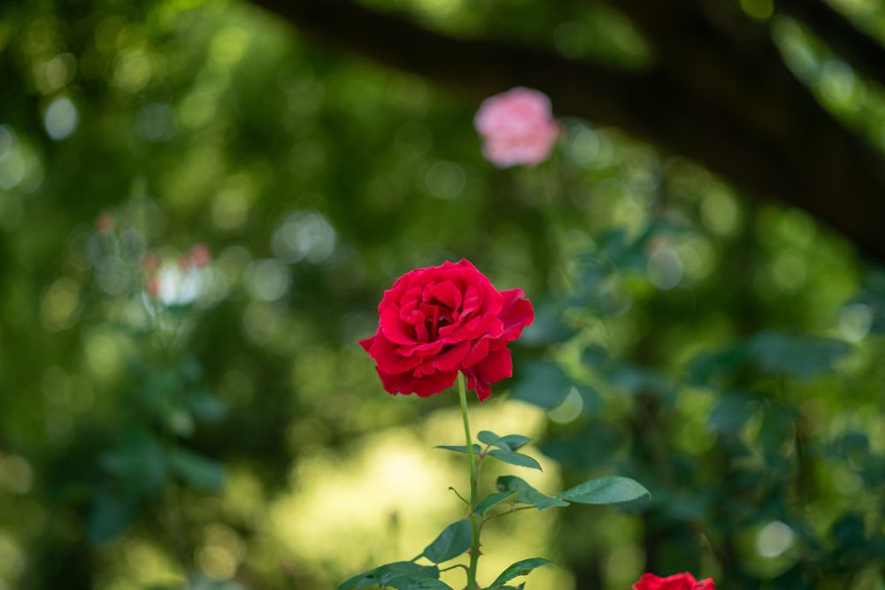 Photograph by kurodon