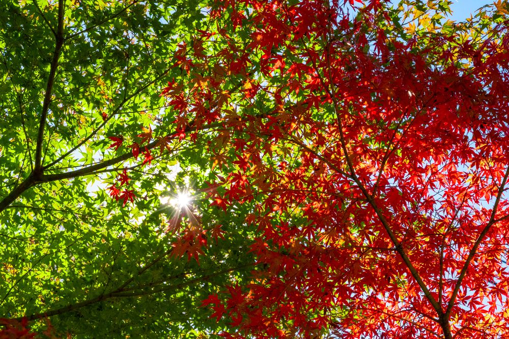 Photograph by kurodon