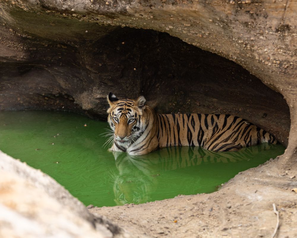 Photograph by Amol Manohar