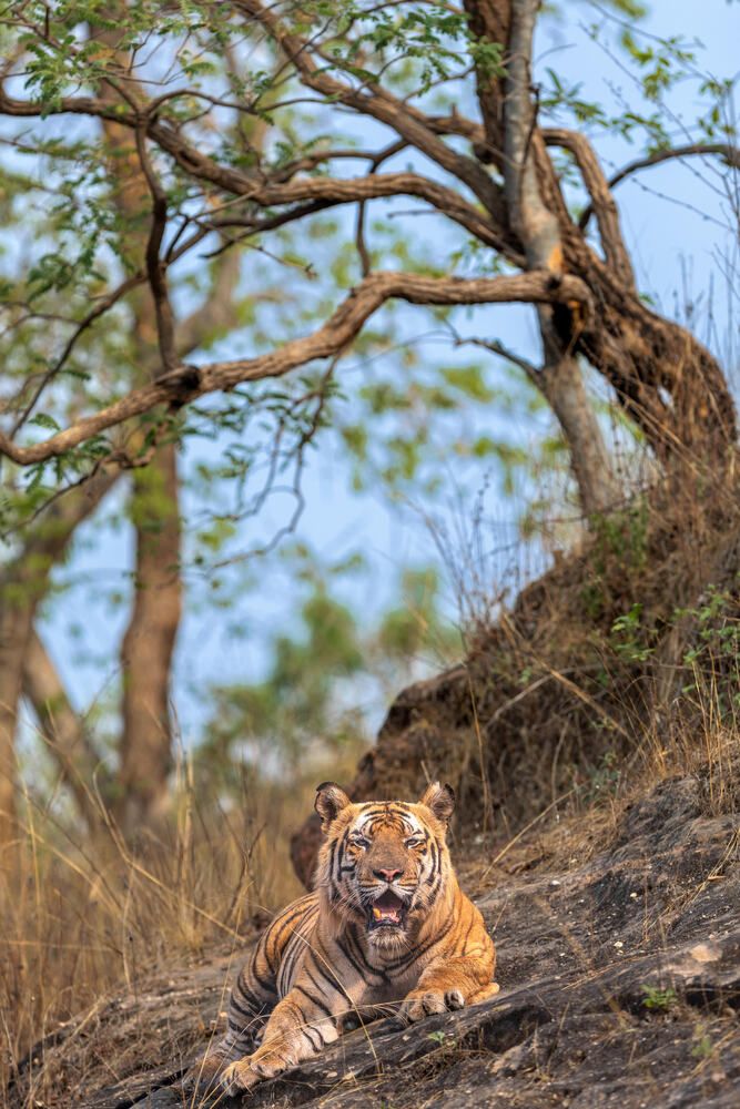 Photograph by Amol Manohar