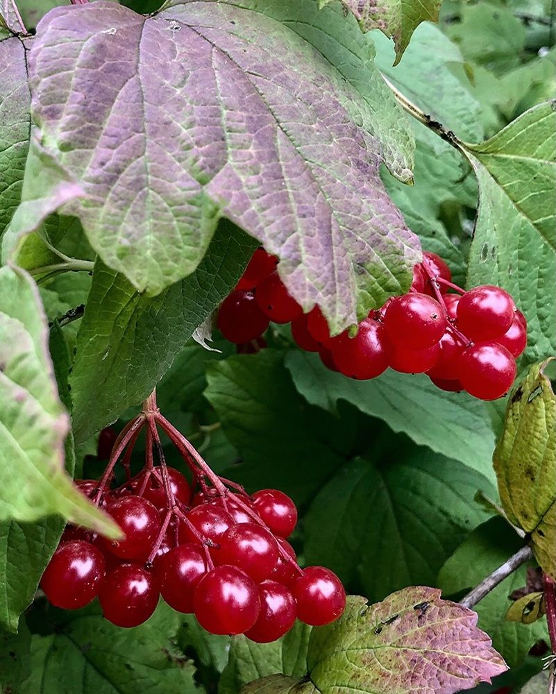 Photograph by Halina Mitsevich