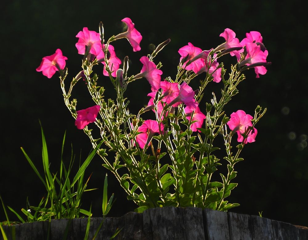 Photograph by ANDREY PERESHEIN