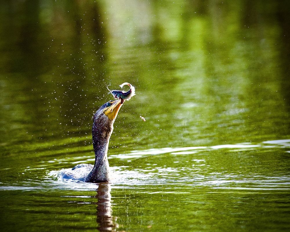 Photograph by Jeff Birmingham