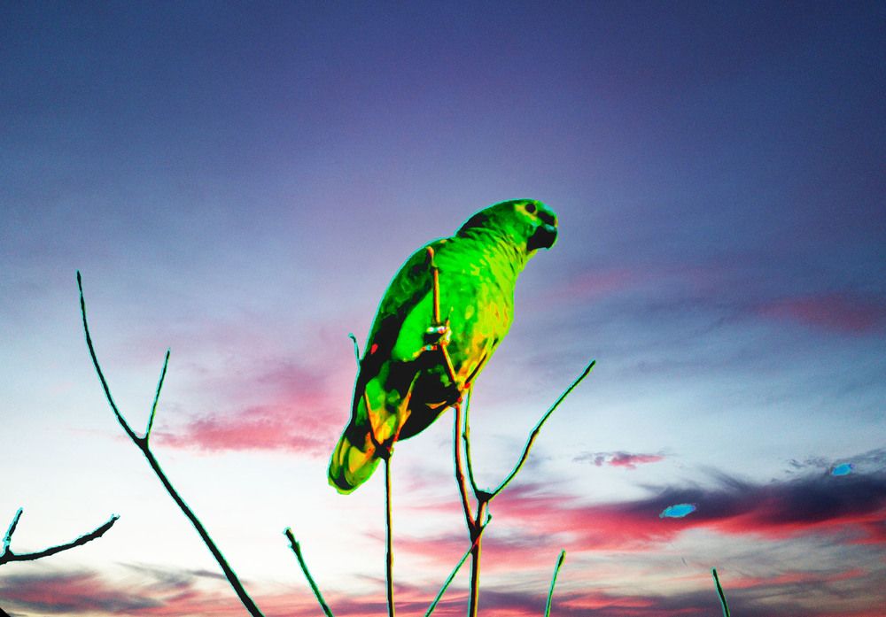 Photograph by Wan Moraes