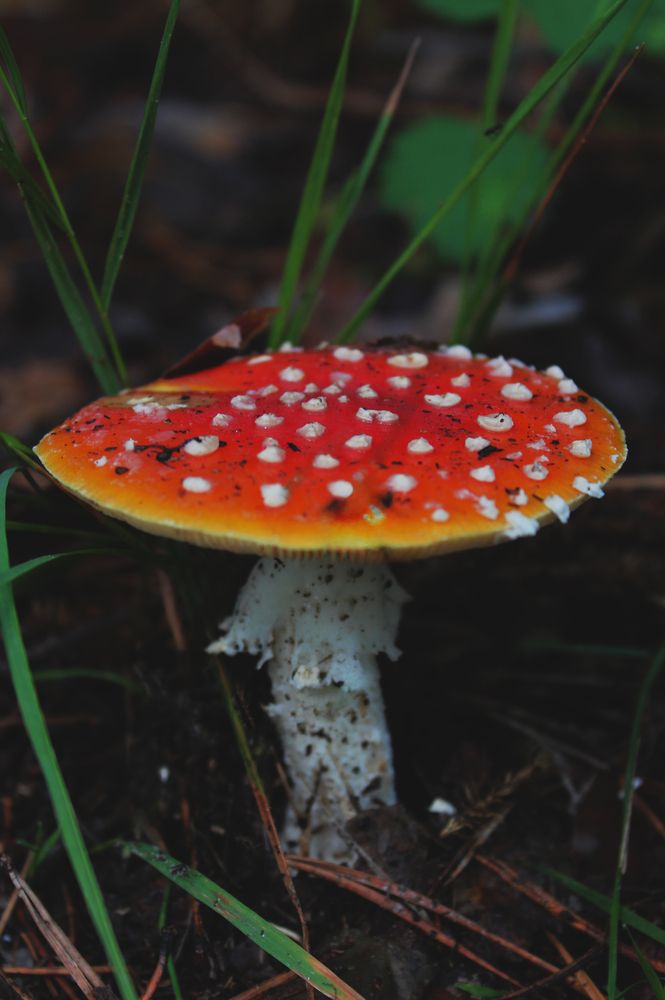 Photograph by Полина Овчинникова