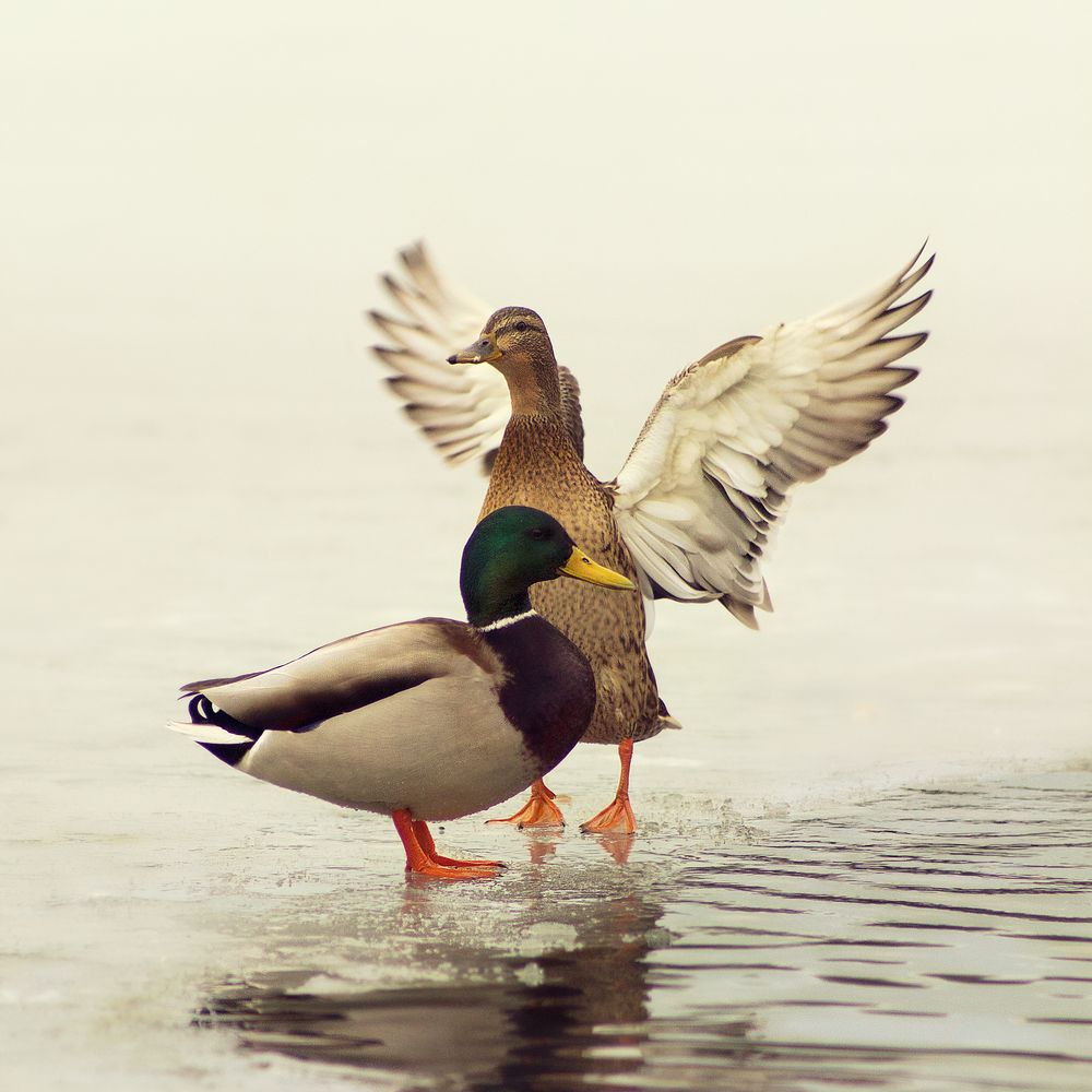 Photograph by Роман Филиповец