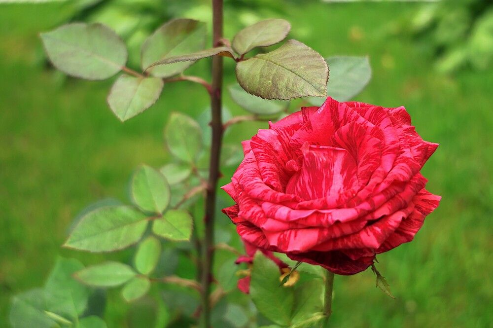 Photograph by Гагик Саркисян