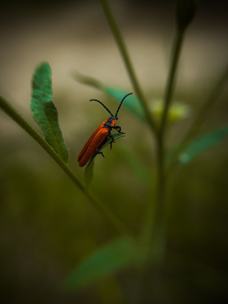 Photograph by Konstantin Martynov