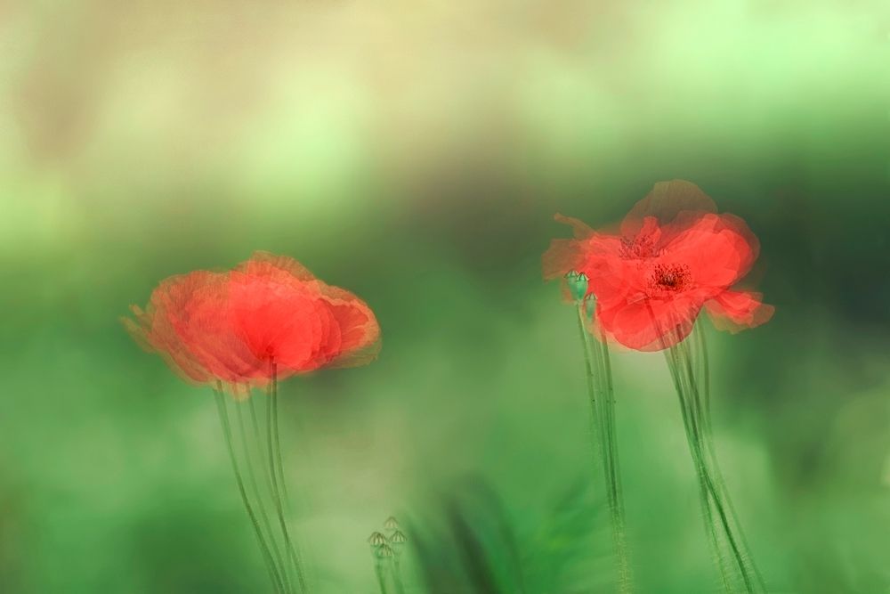 Poppies in the Wind