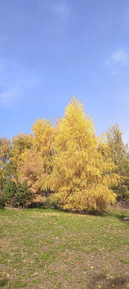 Фотография автора Елена Александрова