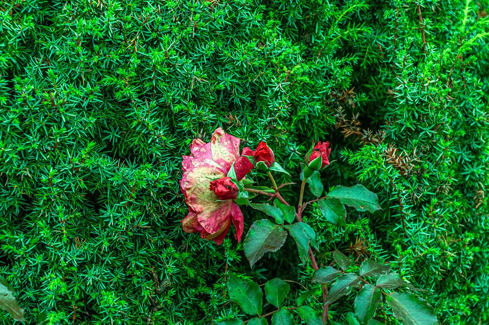 Photograph by Vladimir  Komarov