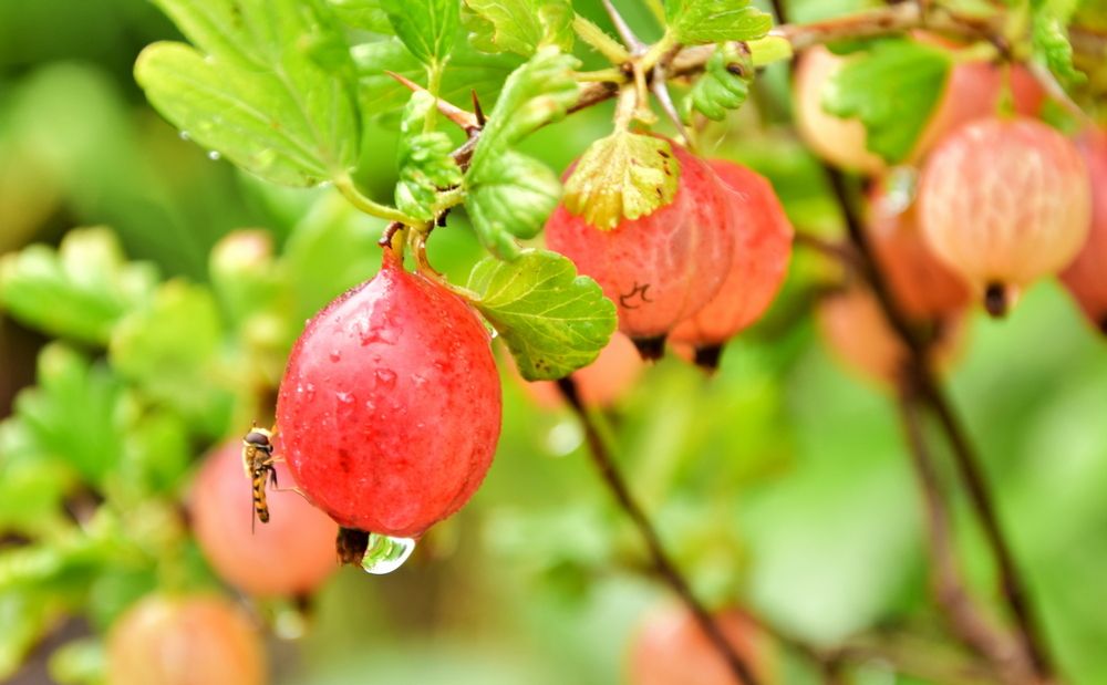 Photograph by Ирина Алексеева