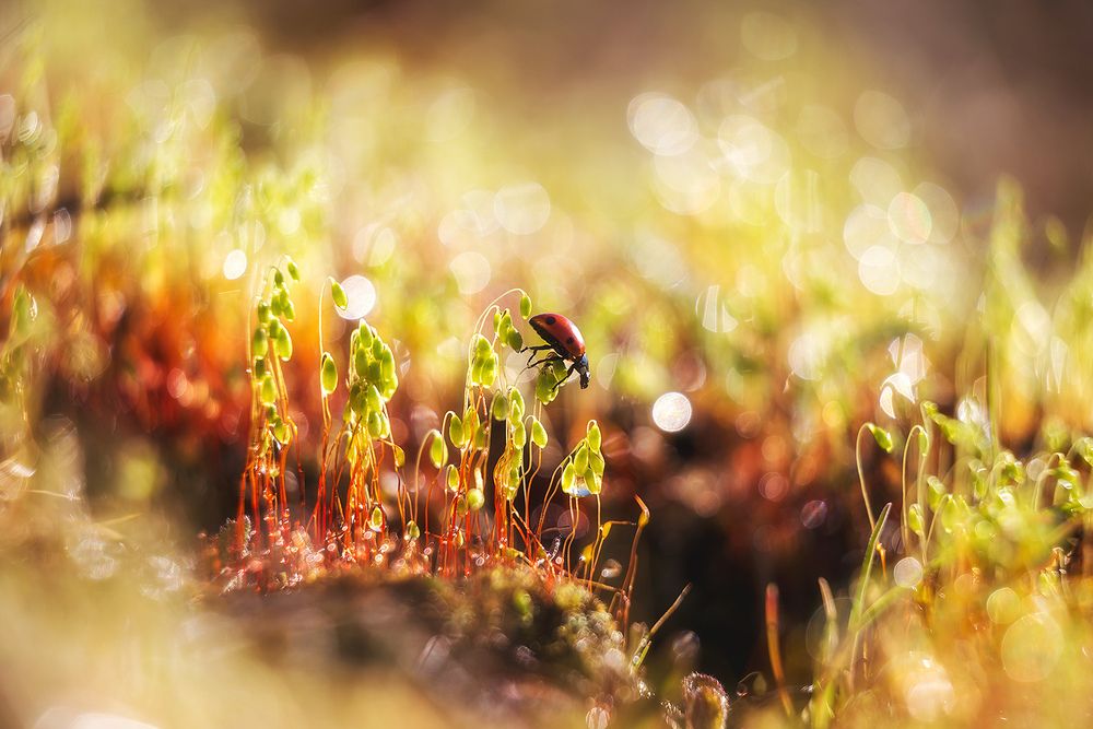 Photograph by Сергей Гарифуллин