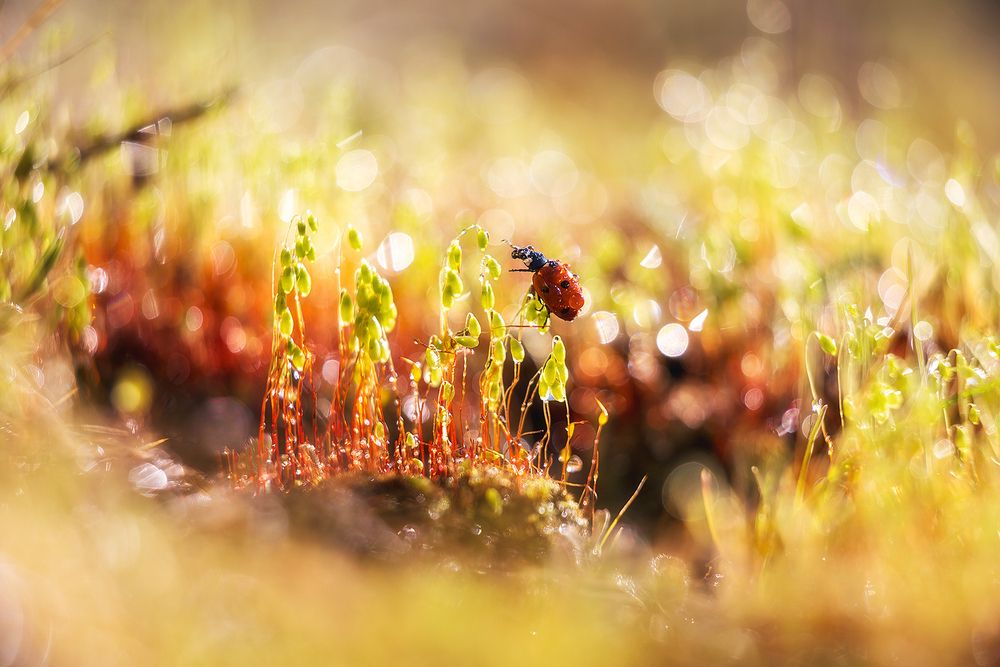 Photograph by Сергей Гарифуллин